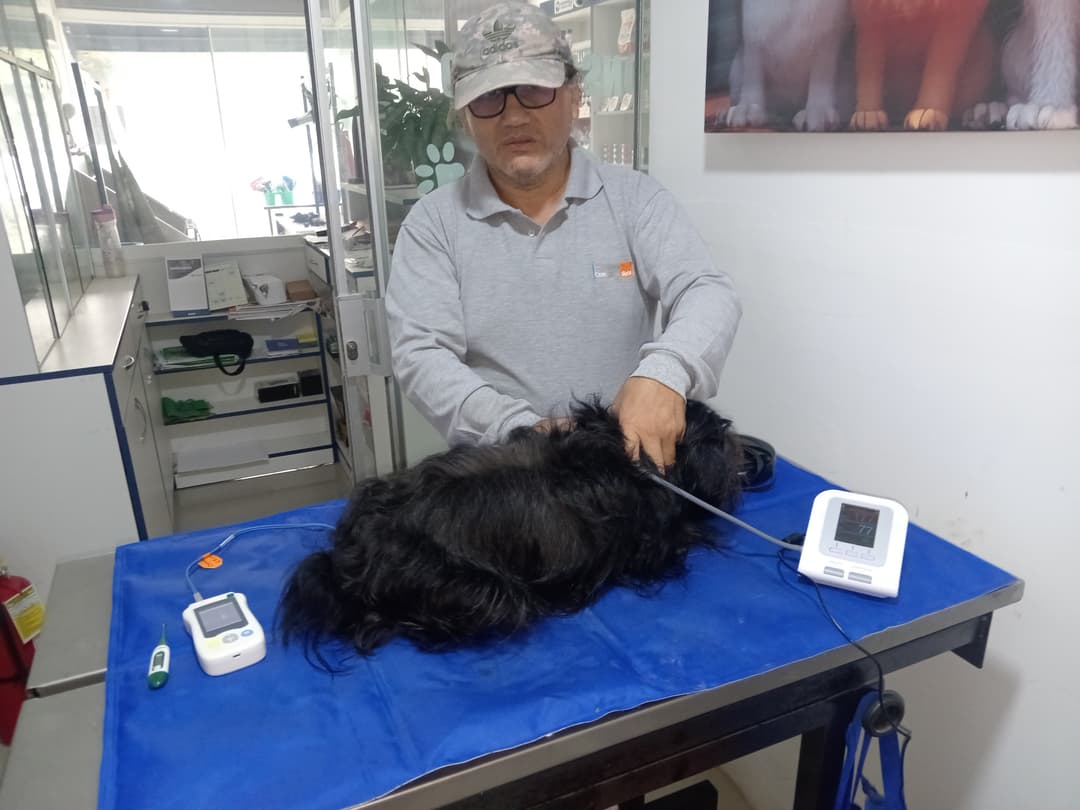Interna Medicina interna veterinaria en Chiclayo | Northfield Veterinary Center